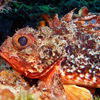 Picture taken during the dive