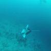 Picture taken during the dive