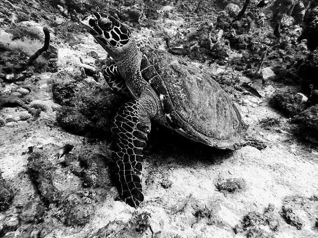 Scuba Steve's Diving Ltd. - Dive Center in Saint Lucia