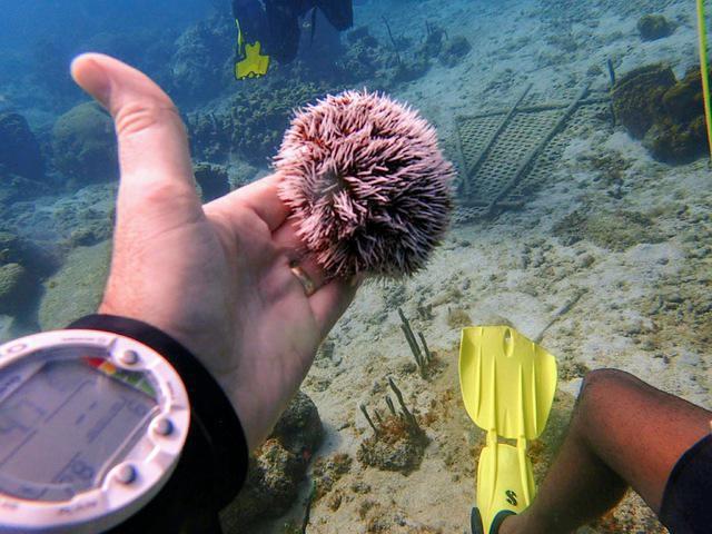 Scuba Steve's Diving Ltd. - Dive Center in Saint Lucia