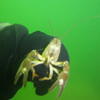 Picture taken during the dive