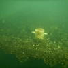 Picture taken during the dive