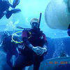 Picture taken during the dive