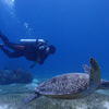 Picture taken during the dive