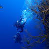 Picture taken during the dive