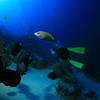 Picture taken during the dive