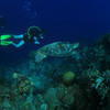 Picture taken during the dive