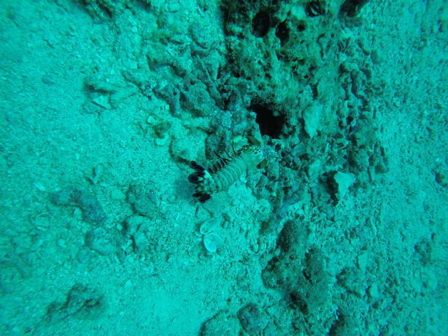 Scubafish - Dive Center
