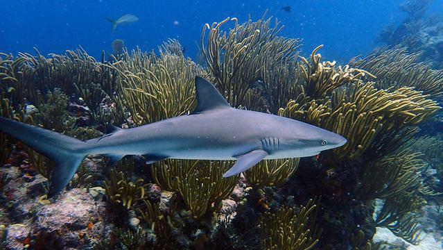 Diving in Basseterre, Saint Kitts and Nevis - By Jyarbs
