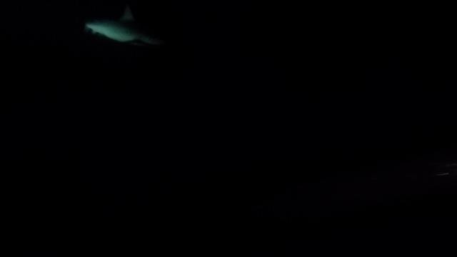 Reef Encounter - Liveaboard in Australia