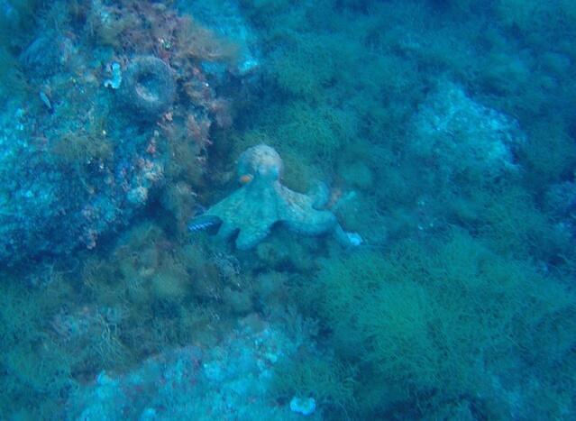 El Rei Del Mar - Dive Center in Spain