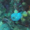 Picture taken during the dive