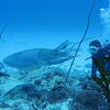 Picture taken during the dive
