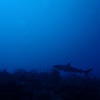 Picture taken during the dive