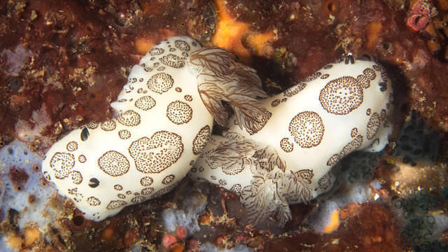 Ray's Dive Adventure - Dive Center in Malasia