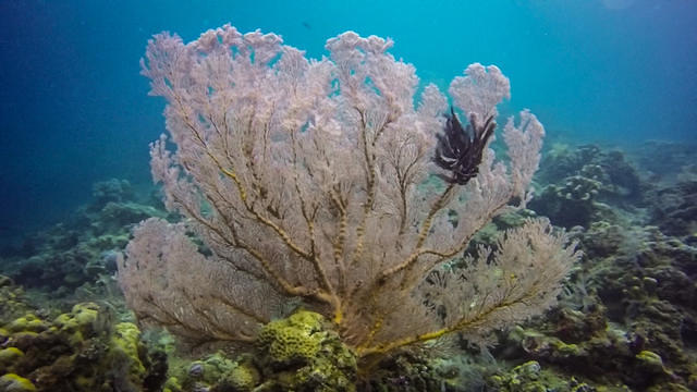 Pro Dive Bali - Dive Center in Indonesia