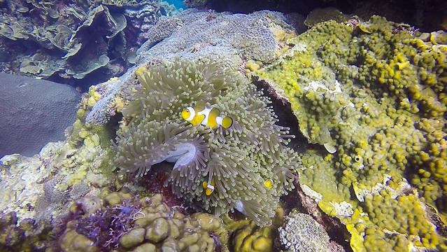 Turtle Bay Divers - Dive Center in Malaysia