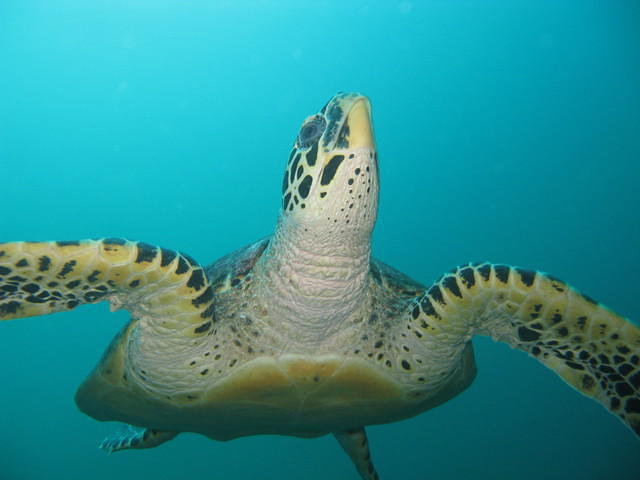 Phi Phi Scuba Diving Center - Dive Center in Thailand