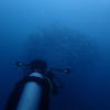 Picture taken during the dive