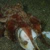 Picture taken during the dive