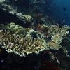 Picture taken during the dive