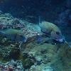 Picture taken during the dive