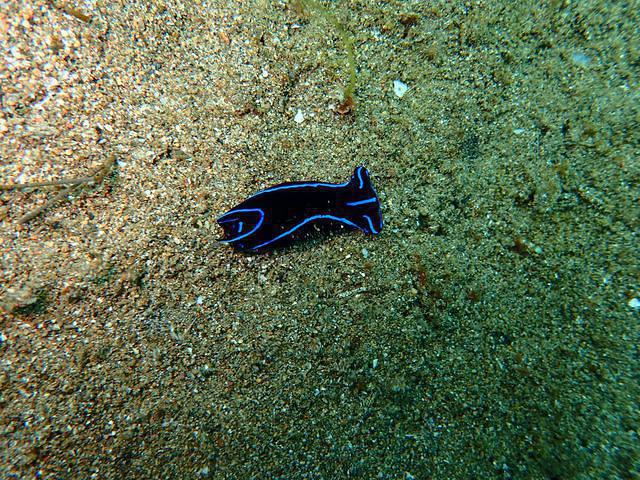 Sogod Bay Scuba Resort Inc - Dive Center in 菲律宾
