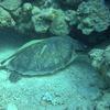 Picture taken during the dive