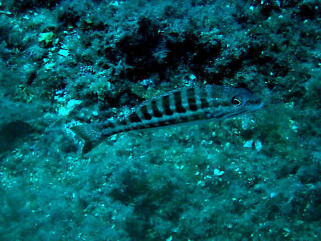 DIVE ACADEMY SANTA POLA - Dive Center in Espagne