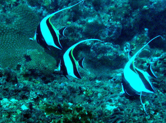 Aqua Vision Dive Center - Dive Center in Thailand