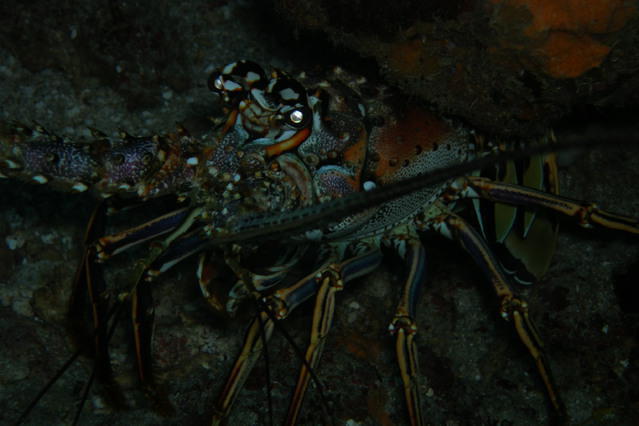 Tobago Dive Experience - Dive Center in Trinidad and Tobago
