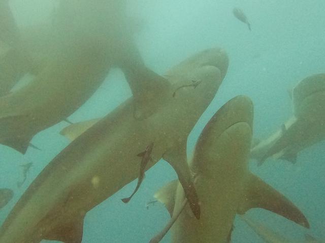 Beqa Adventure Divers Ltd - Dive Center
