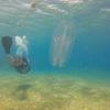 Picture taken during the dive