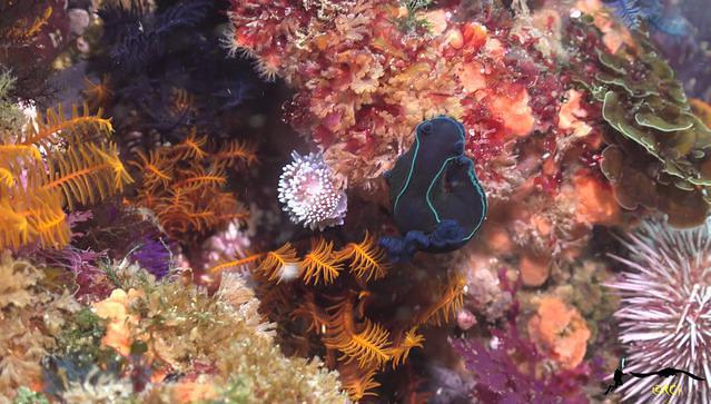 Pisces Divers - Dive Center in South Africa