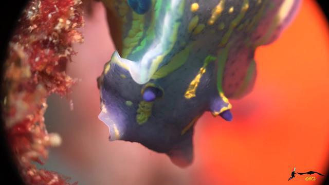 C. BUCEO SCORPORA - Dive Center in Spain