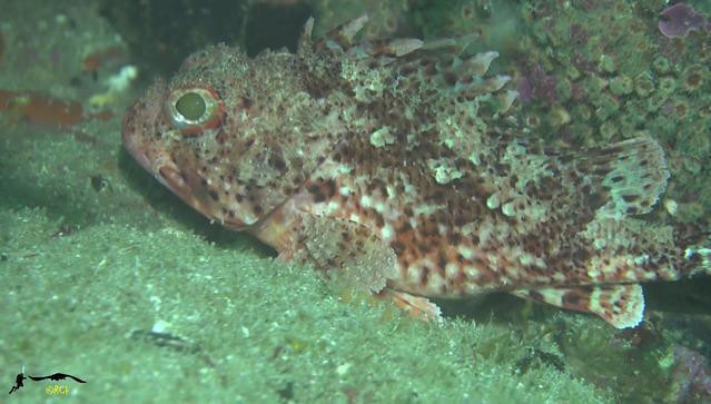 C. BUCEO SCORPORA - Dive Center in Spain