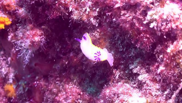 YELLOW SUB TARIFA - Dive Center in Spain