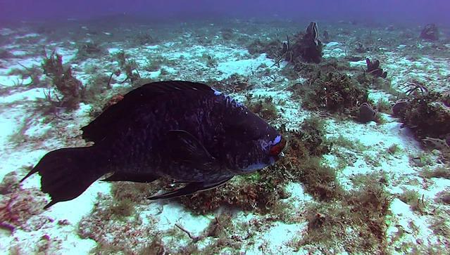 Caballito Del Caribe - Dive Center in Mexico