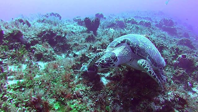 Caballito Del Caribe - Dive Center in Mexico