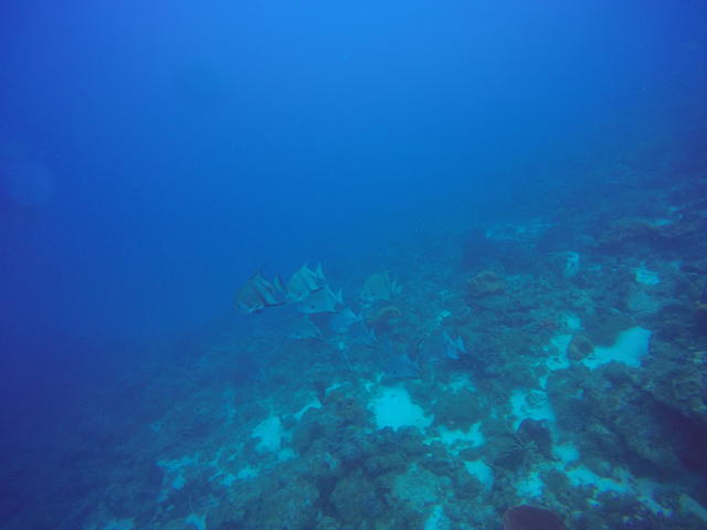 Cip Bouillante - Dive Center in Guadeloupe