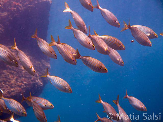 Lorenzo Sub - Dive Center in Italy
