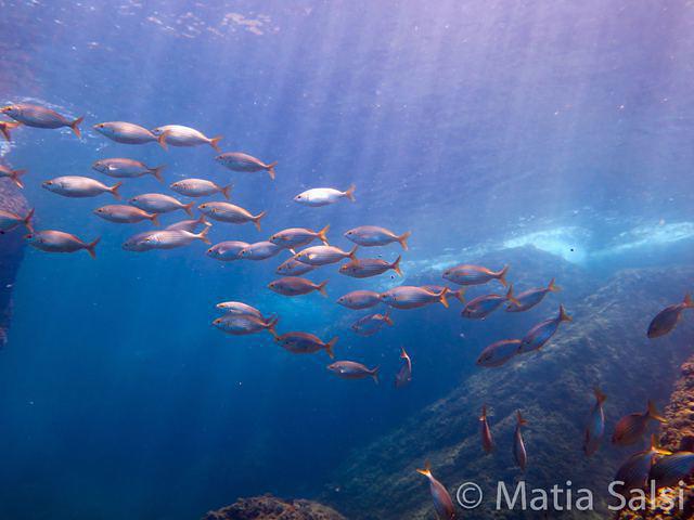 Lorenzo Sub - Dive Center in Italy
