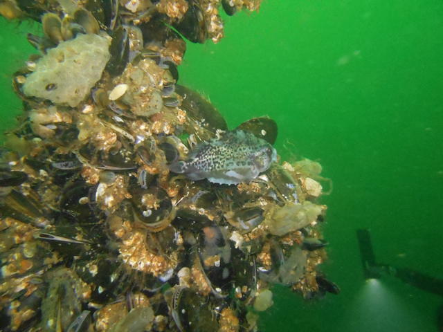 Duikcentrum Scharendijke - Dive Center in Holanda