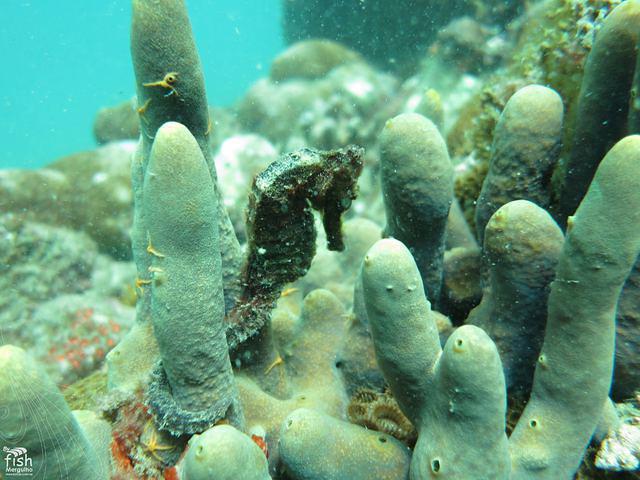 By Fish Mergulho - Dive Center