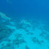 Picture taken during the dive
