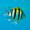 Picture taken during the dive