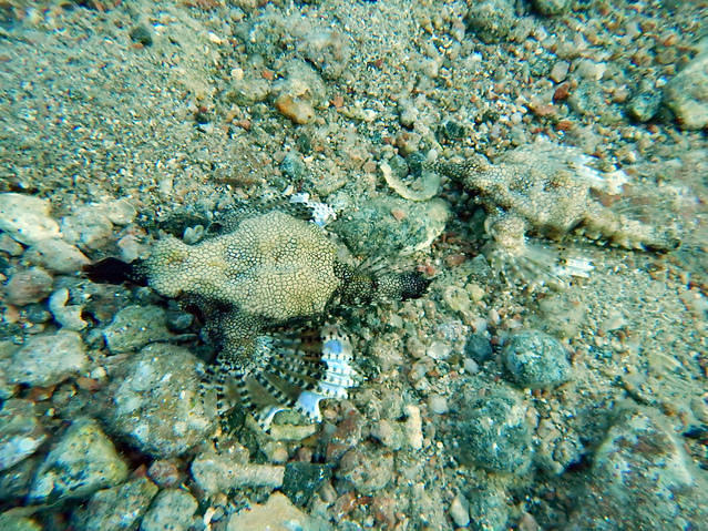 Seastar Watersports - Dive Center