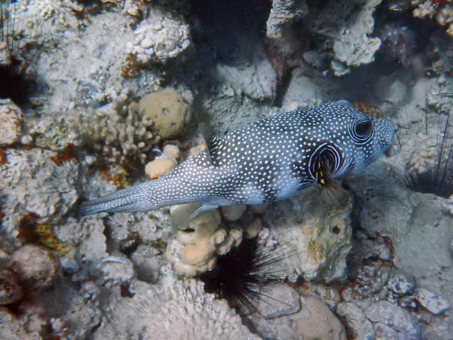 Deep Siam Divers - Dive Center in Israel