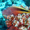 Picture taken during the dive