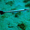 Picture taken during the dive